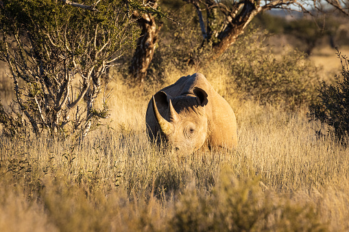 Black Rhino, Rhinoceros, wildlife photography whilst on safari in the Tswalu Kalahari Reserve in South Africa