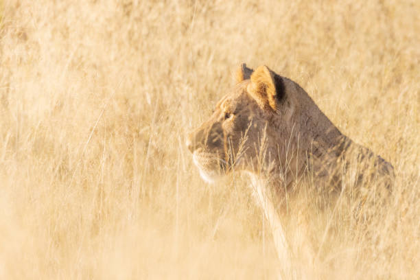 istock Female Lion in the tall grass 1420155362