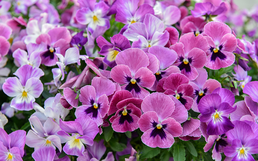 Pansy flowers blooming in the spring season.