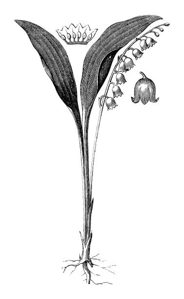 Lily of the valley (Convallaria majalis) - vintage engraved illustration isolated on white background Vintage engraved illustration isolated on white background - Lily of the valley (Convallaria majalis) lily of the valley antique botanical engraving stock illustrations