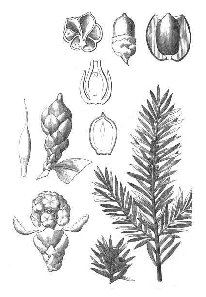 Pazifische Eibe Illustrationen und iStock