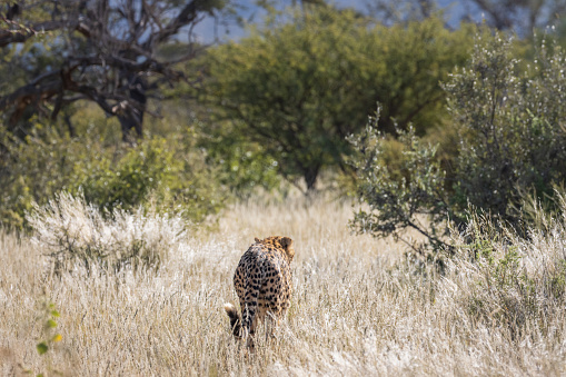 Cheetah in the long grass, wildlife photography whilst on safari in the Tswalu Kalahari Reserve in South Africa