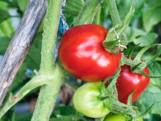 istock green and red tomatoes growing on the vine. Closeup, full frame 1420157815