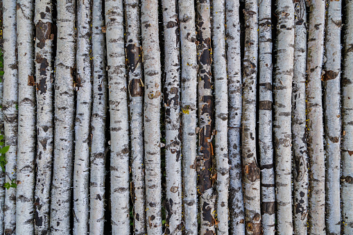birch tree thin trunk barling texture and full frame background.