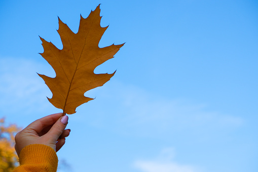 Autumn concept. The girl's hand in an orange sweater holds an Orange maple leaf against the blue sky.