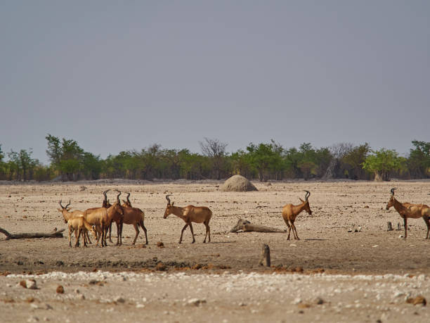 istock group of red hartebeest in Etosha national park 1420160870