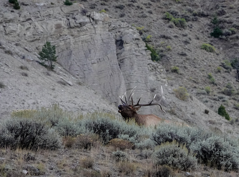 Bull elk in sagebrush, Yellowstone National Park.