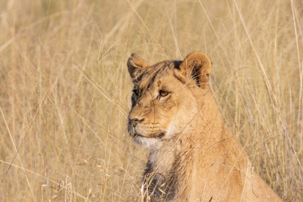 istock Female Lion in the tall grass 1420161874