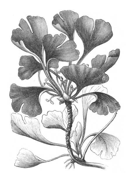 drzewo maidenhair (ginko biloba) - vintage grawerowana ilustracja izolowana na białym tle - autumn tree leaf formal garden stock illustrations