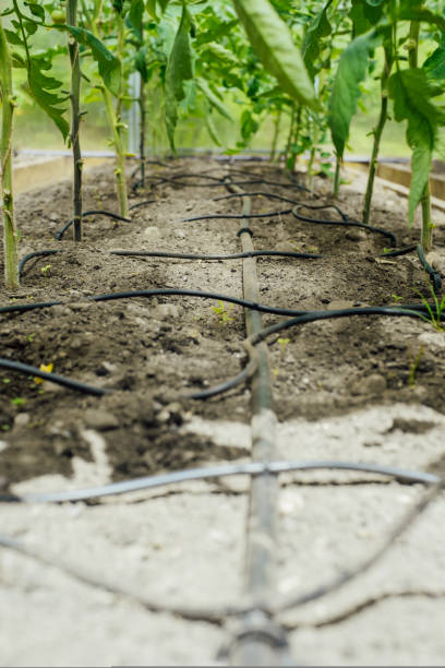 istock Drip irrigation system in a greenhouse. Modern agriculture. Technology. 1420162366