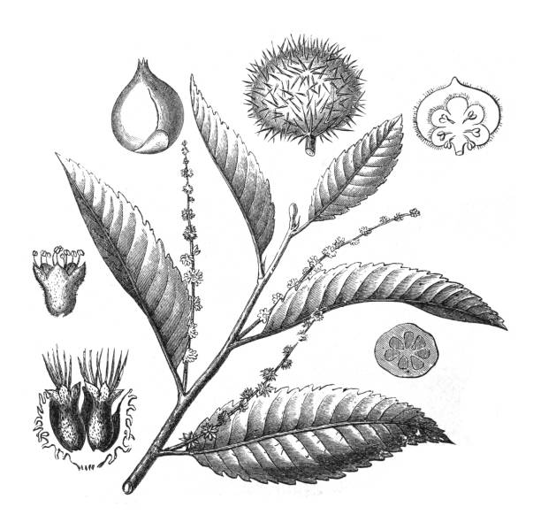kastanie (castanea sativa) - vintage-gravierte illustration isoliert auf weißem hintergrund - wildflower botanical garden botany flower stock-grafiken, -clipart, -cartoons und -symbole
