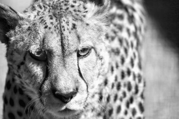 istock Cheetah black and white closeup 1420162553