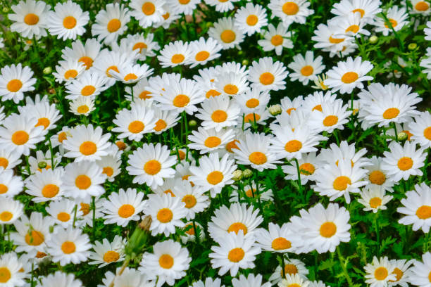 istock White flowers in the flowerbed. 1420162645