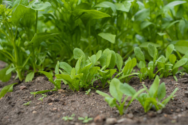 istock Focus at young greens cos spinach on foreground are growing in organic nursery plot 1420162669