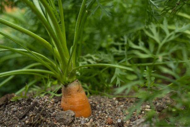 Carrots growing in the vegetable garden, Close-up.