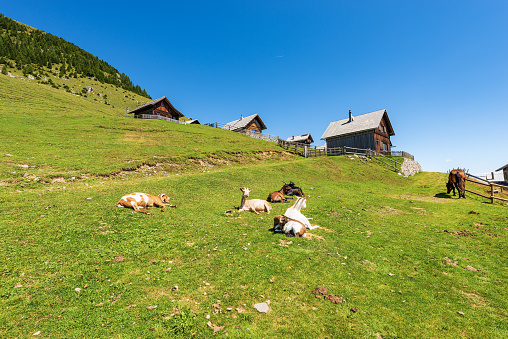 Small Alpine Village with Chalets and Goats - Italy-Austria Border