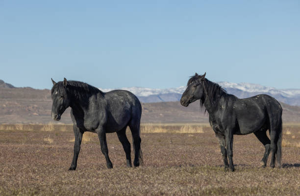 istock Wild Horses in the Desert in Spring 1420164134