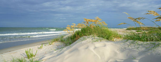 istock Sea oats grass by the ocean. 1420165292
