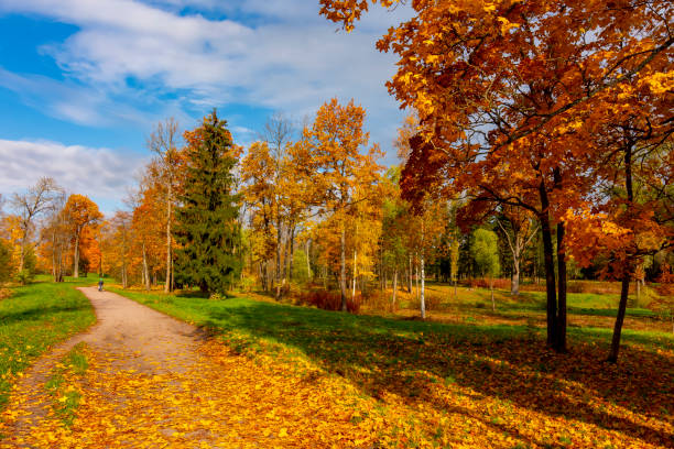 Babolovsky park in autumn, Pushkin (Tsarskoe Selo), Saint Petersburg, Russia Babolovsky park in autumn, Pushkin (Tsarskoe Selo), Saint Petersburg, Russia indian summer stock pictures, royalty-free photos & images