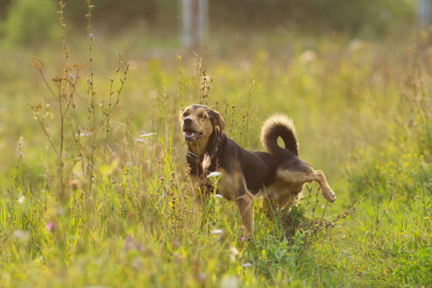 un chiot chien lituanien joue sur le terrain en été - dog scratching flea dog flea photos et images de collection