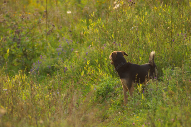 un chiot chien lituanien joue sur le terrain en été - dog scratching flea dog flea photos et images de collection