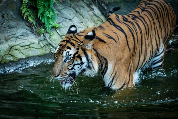 istock The tiger went down to hunt in the pond. 1420166150