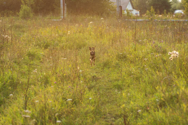 un chiot chien lituanien joue sur le terrain en été - dog scratching flea dog flea photos et images de collection