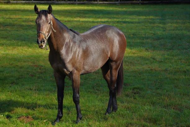 istock Beautiful young horse 1420166981