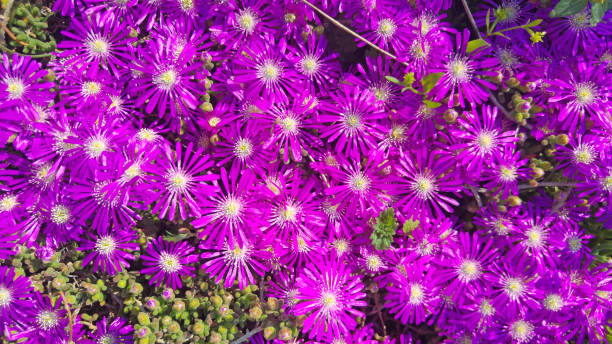 istock bright purple flowers 1420167996