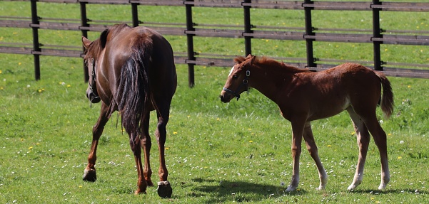 In the stud farm a filly and her mother
