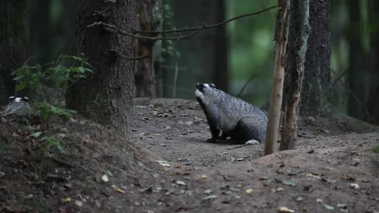 Wakening up wild badgers