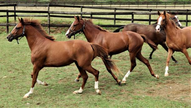 Yearlings of the stud farm