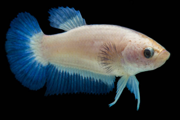 istock Colorful Betta fish. Beautiful Siamese fighting fish, Fancy Betta splendens blue rim on black background. 1420171481