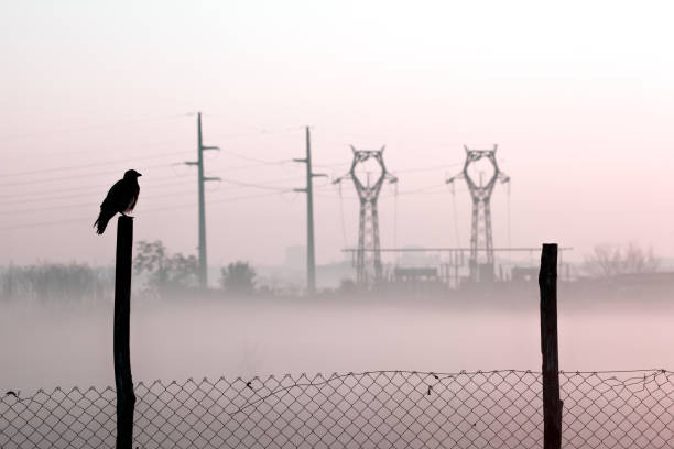 Bird silhouette standing on a fence post, with an heavily industrialized environment in the background. Fog and air pollution at dawn, power plant facilities, posts with metal fence.