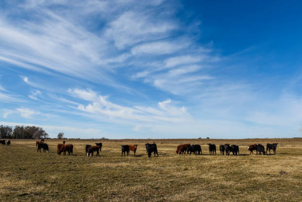 istock Cows grazing in the field, in the Pampas plain, Argentina 1420171568