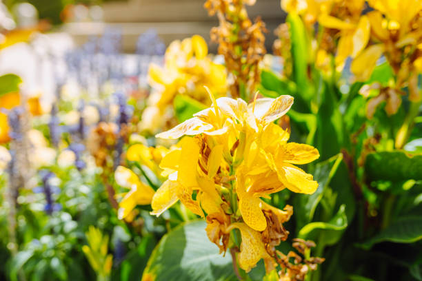 Bright yellow flowers of Canna indica, Indian arrowroot, African arrowroot, edible canna or arrowroot from Sierra Leone, in soft focus, in a garden on sunny summer day