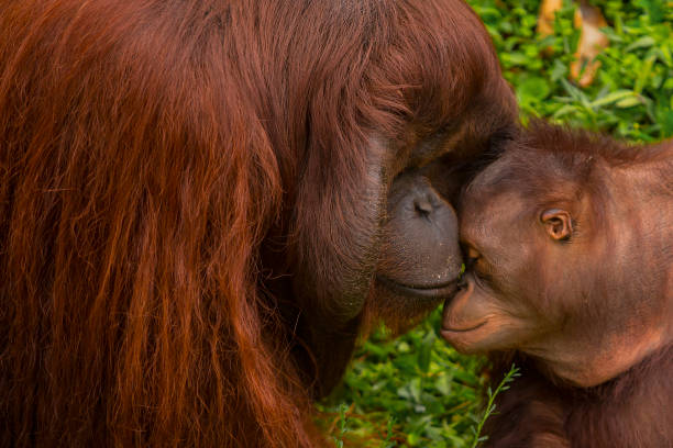 어머니와 아기 오랑우탄 사랑의 초상화 - young animal orangutan mother ape 뉴스 사진 이미지