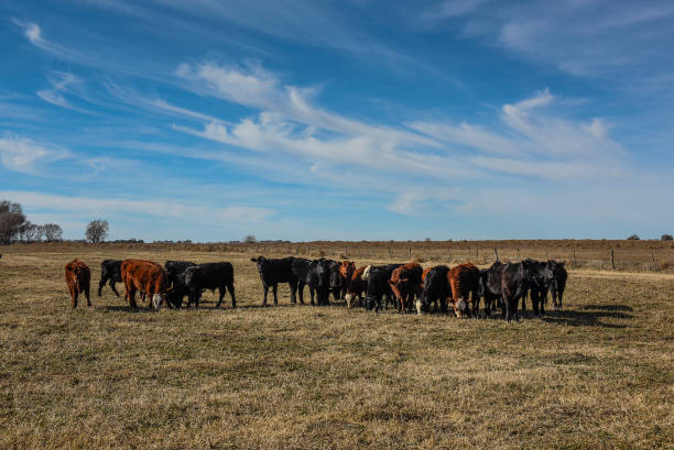 Cows grazing in the field, in the Pampas plain, Argentina stock photo