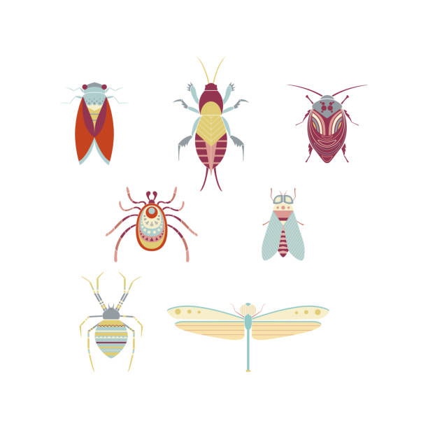 Cicada Shell Vector 10+ Cicada Shell Stock Illustrations, Royalty-Free Vector Graphics ...