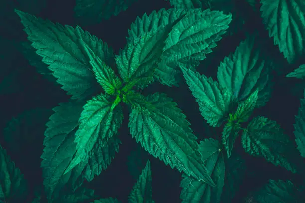 Common nettle bush outdoors. Urtica dioica. Stinging nettles plant. Herbal medicine concept. Green foliage background. Dark leaves pattern at night. Top view. Botanical greenery close up