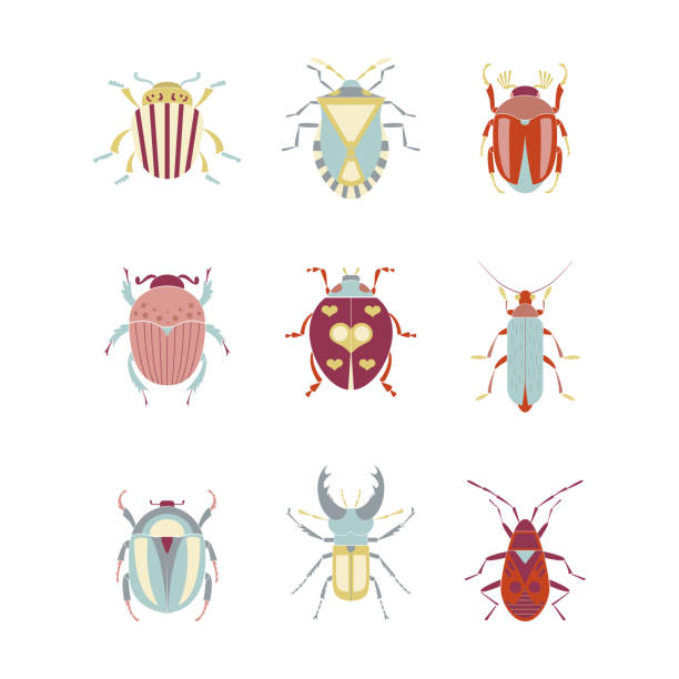 illustrations, cliparts, dessins animés et icônes de insectes géométriques insectes illustrations vectorielles plates ensemble - ladybug insect leaf beetle
