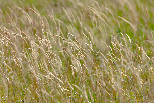 Grass field in fall breeze