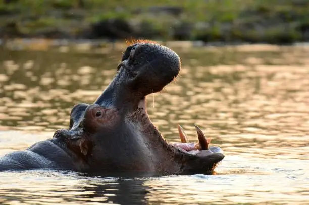 hippopotamus in zambese river at sunset