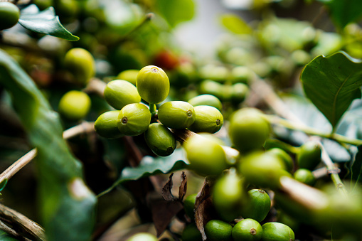 Gayo Arabica coffee beans origins from Aceh Tengah