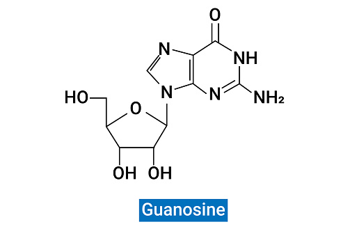Guanosine is a purine nucleoside formed from a beta-N9-glycosidic bond between guanine and a ribose ring and is essential for metabolism.