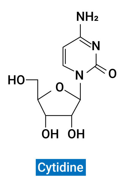 ilustrações, clipart, desenhos animados e ícones de cytidine (símbolo c ou cid) é uma molécula nucleosíida que é formada quando a citosina é anexada a um anel de ribose através de uma ligação -n1-glicosídica. - hydrogen bond