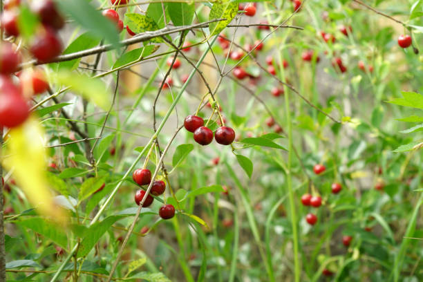 istock Ripe red cherries hanging on cherry tree branch with blurred background. 1420179131