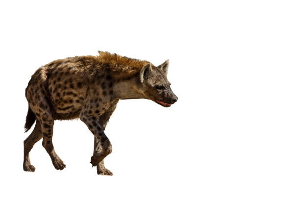 istock Spotted hyaena in Kgalagadi transfrontier park, South Africa 1420179305
