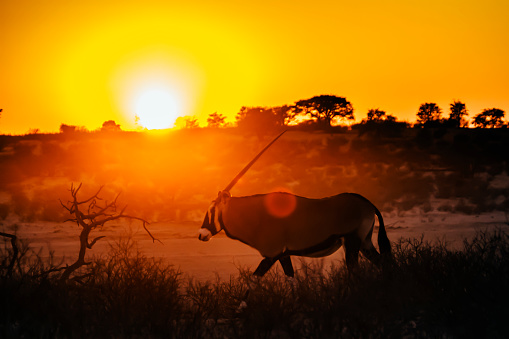 South African Oryx walking at sunset in Kgalagadi transfrontier park, South Africa; specie Oryx gazella family of Bovidae