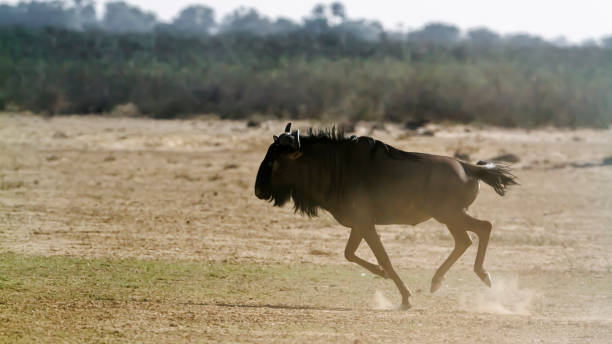 istock Blue wildebeest in Kgalagadi transfrontier park, South Africa 1420179676